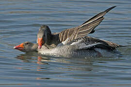 Greylag Goose