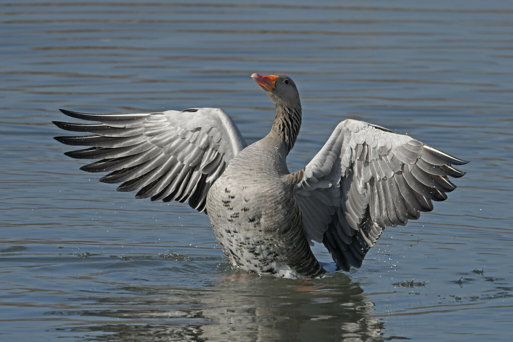 Oie cendréeadulte, identification