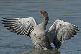 Greylag Goose