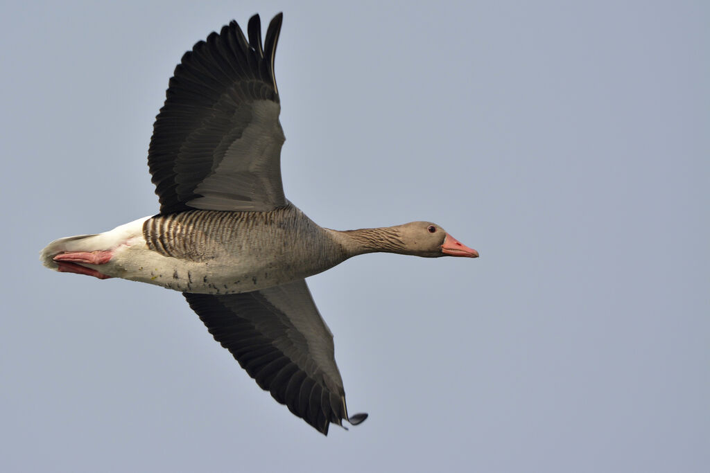 Greylag Goose, Flight