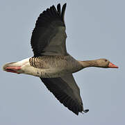 Greylag Goose