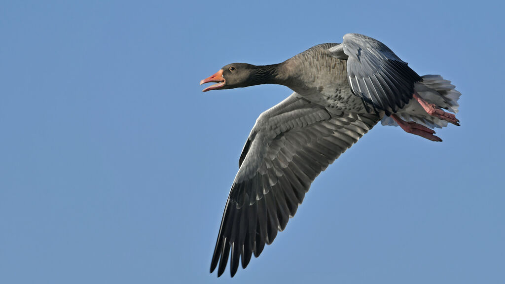 Greylag Gooseadult, Flight