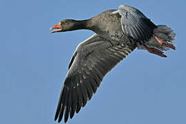 Greylag Goose