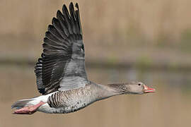 Greylag Goose