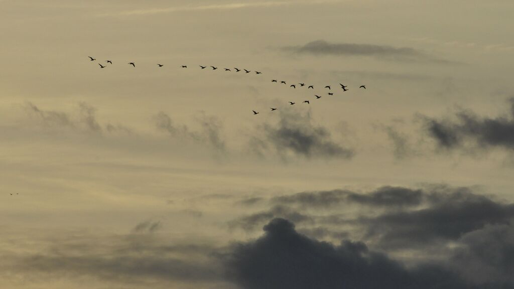 Greylag Goose, Flight