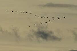 Greylag Goose