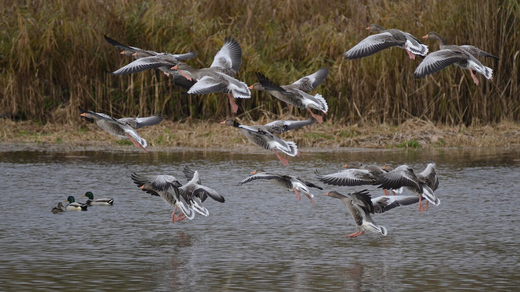 Greylag Goose, Flight