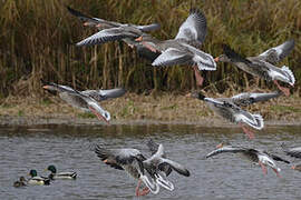 Greylag Goose