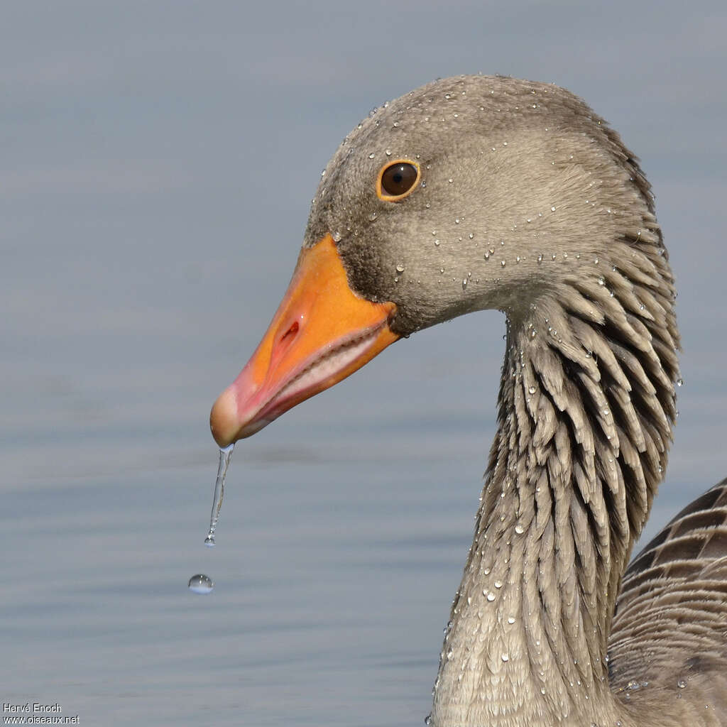 Greylag Gooseadult, close-up portrait