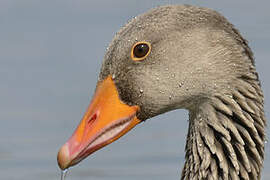 Greylag Goose