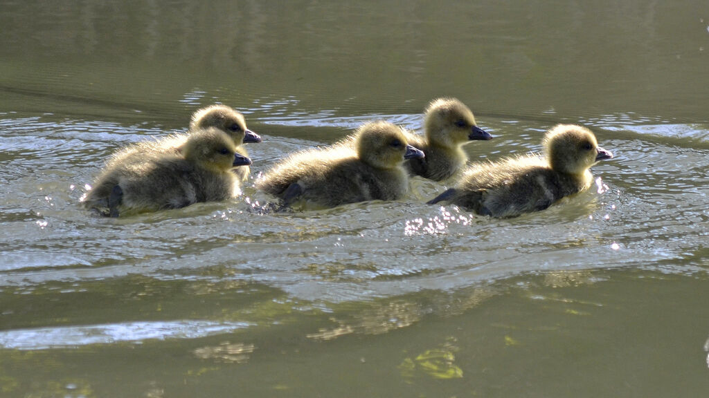 Greylag Goosejuvenile