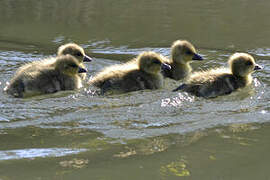 Greylag Goose