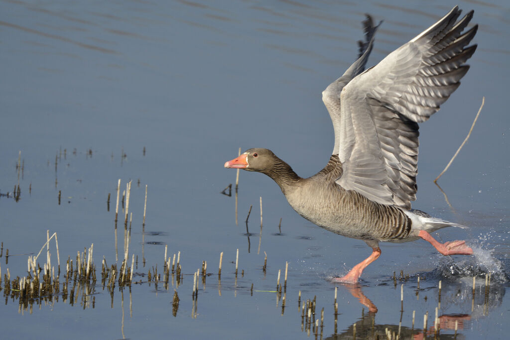 Greylag Goose