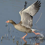 Greylag Goose