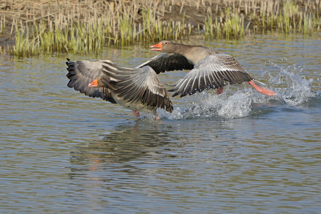 Greylag Goose