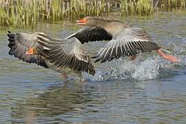 Greylag Goose