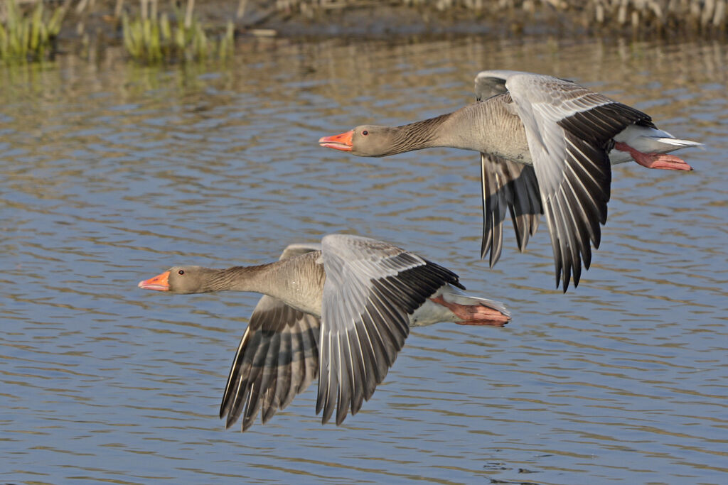 Greylag Goose, Flight