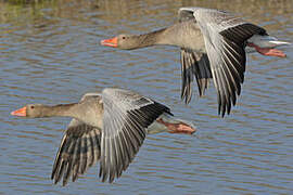 Greylag Goose