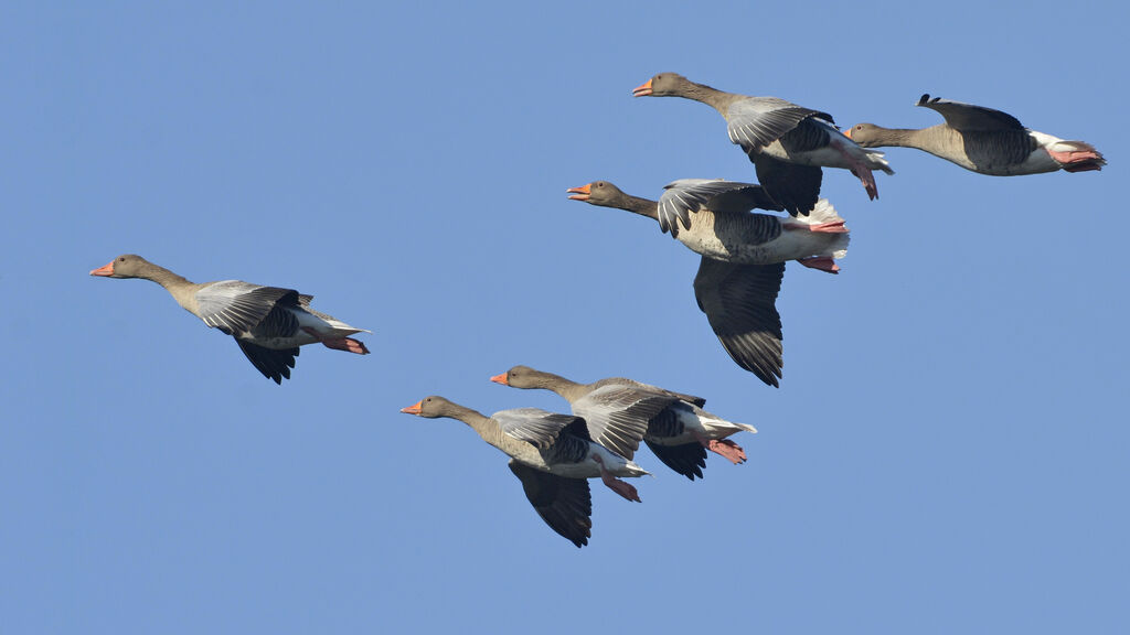 Greylag Goose, Flight