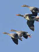 Greylag Goose