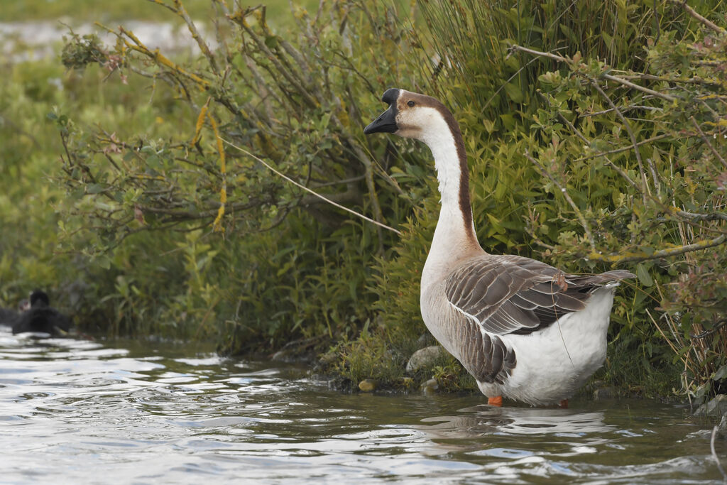 Oie cygnoïdeadulte, identification