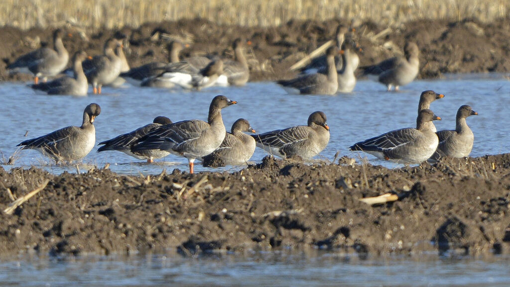 Taiga Bean Goose, identification