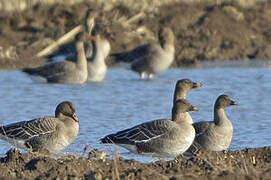 Taiga Bean Goose