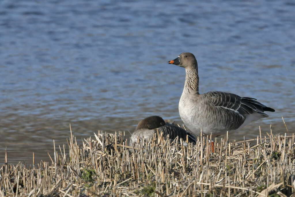 Oie des moissonsadulte, identification