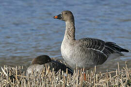 Taiga Bean Goose