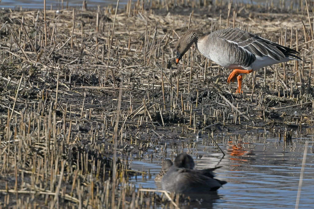 Oie des moissonsadulte, identification