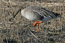 Taiga Bean Goose