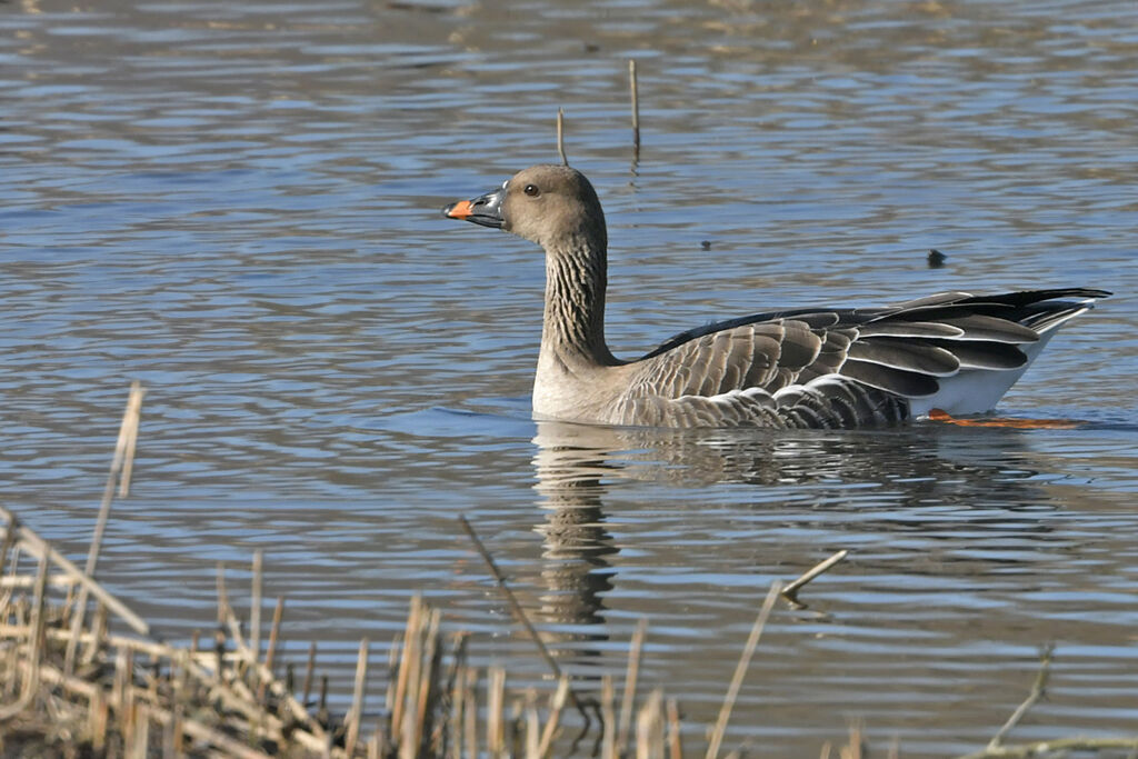 Taiga Bean Gooseadult, identification, swimming