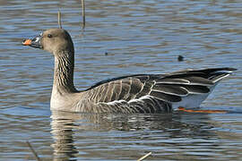 Taiga Bean Goose