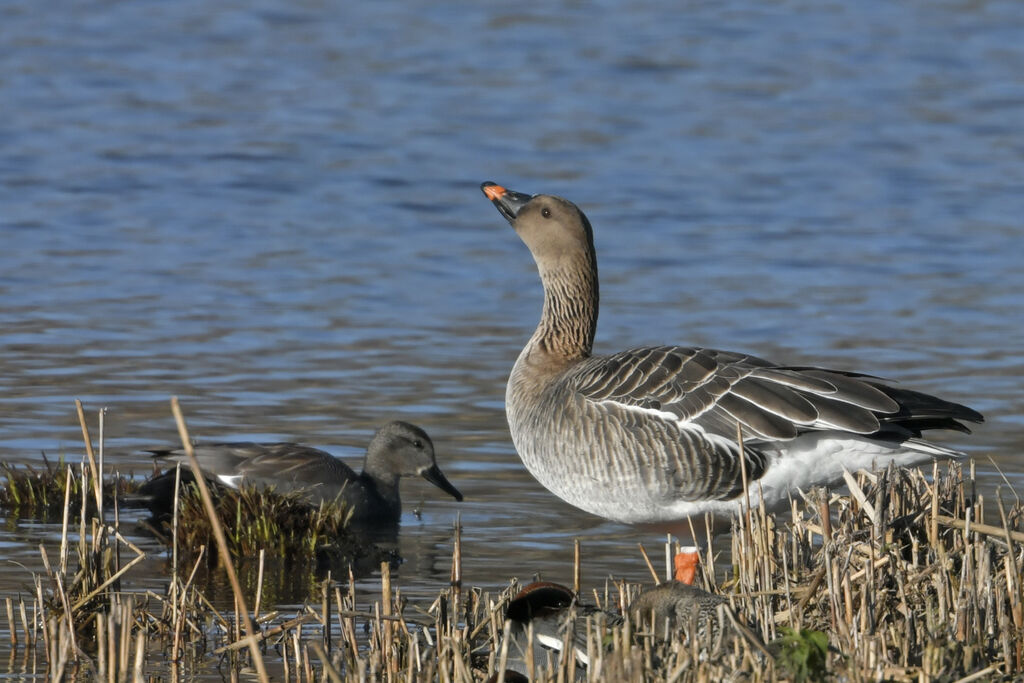 Oie des moissonsadulte, identification