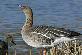 Taiga Bean Goose