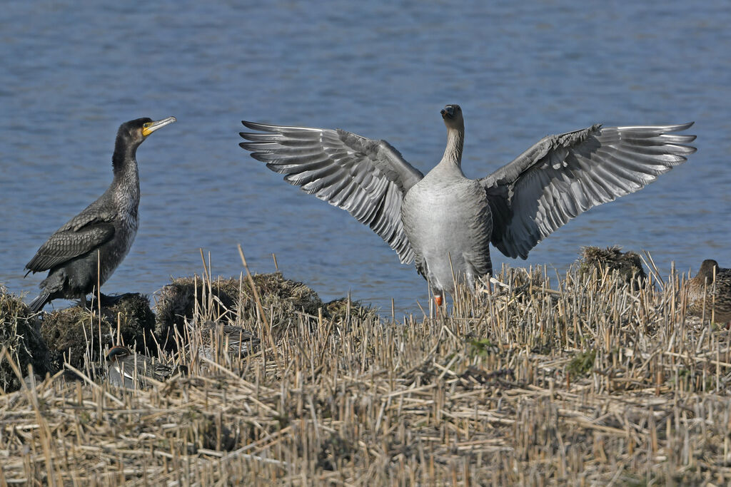 Taiga Bean Gooseadult, identification