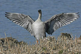 Taiga Bean Goose