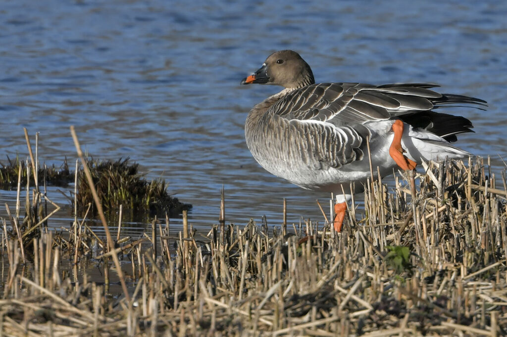 Oie des moissonsadulte, identification