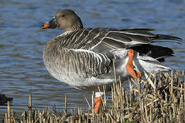 Taiga Bean Goose