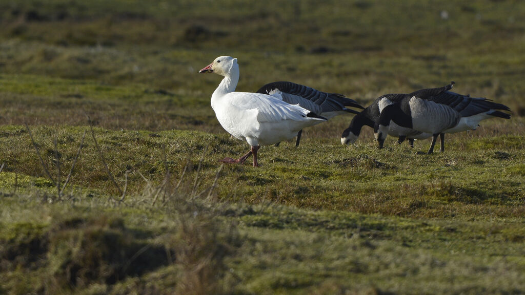 Snow Gooseadult, identification