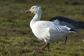 Snow Goose