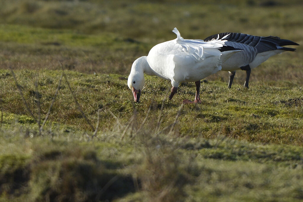 Snow Gooseadult, identification