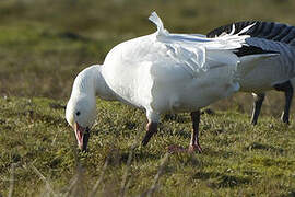 Snow Goose