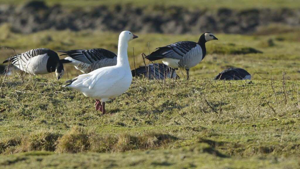 Snow Gooseadult, identification