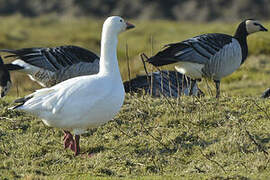 Snow Goose