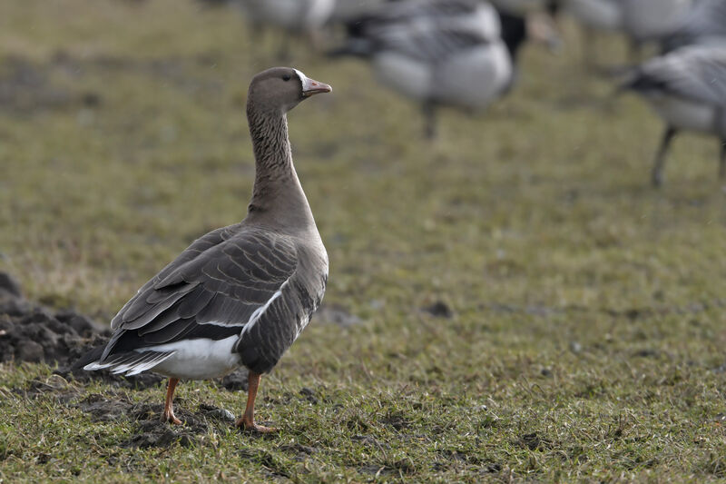 Greater White-fronted Gooseadult, identification