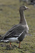 Greater White-fronted Goose