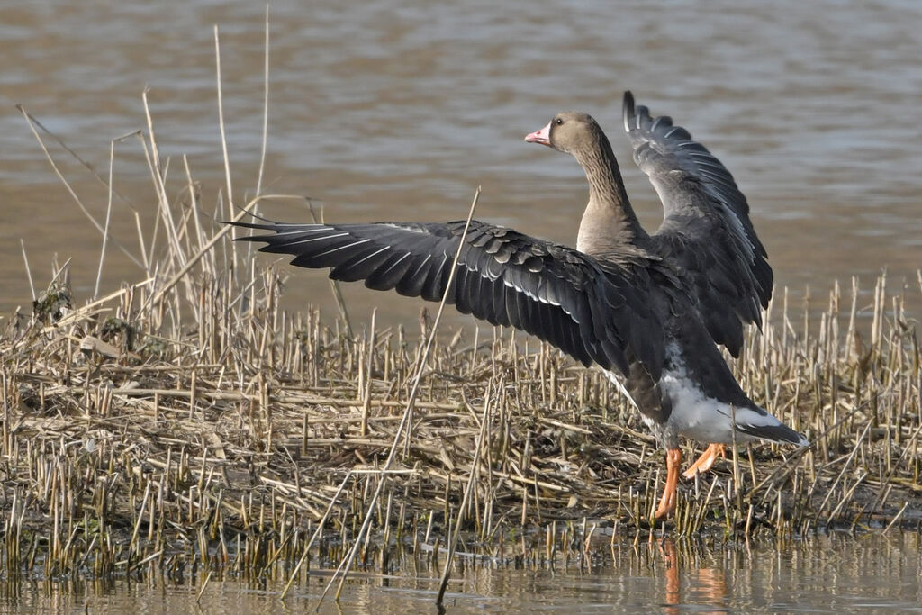 Greater White-fronted GooseSecond year, identification