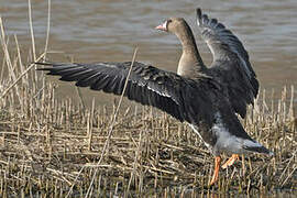 Greater White-fronted Goose