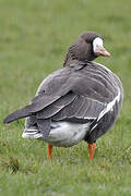 Greater White-fronted Goose